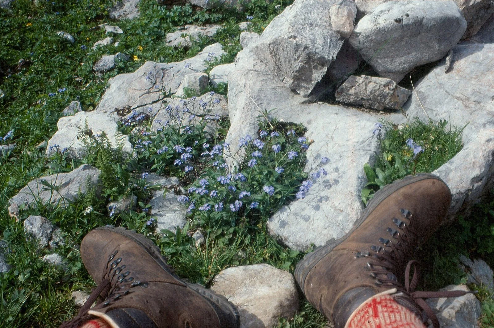 Scarponi da escursione in cuoio su un sentiero alpino tra rocce calcaree e fiori azzurri
